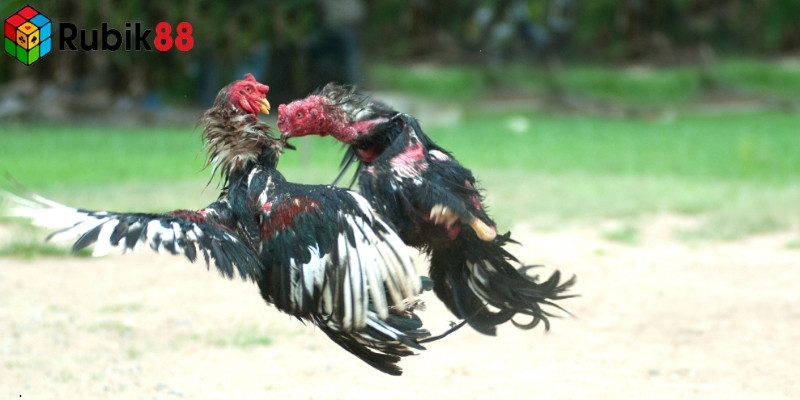Đá gà cựa dao trực tiếp