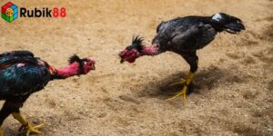 Đá gà Thomo cựa sắt