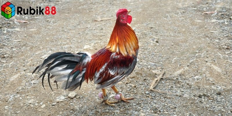 Đá gà Thomo cựa sắt kết hợp truyền thống và công nghệ hiện đại