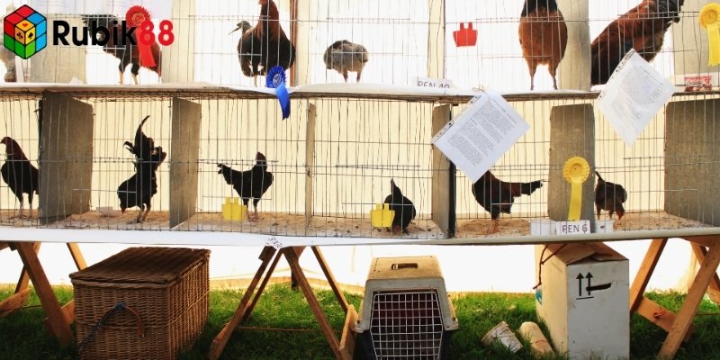 Tính sự minh bạch là yếu tố then quan trọng chốt trong cá cược của cược thủ