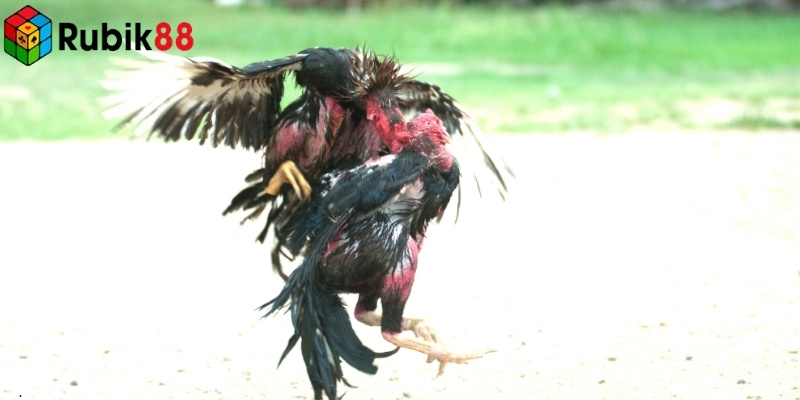 Mỗi mã màu lông của gà gà tương ứng với một hành trong tất cả ngũ hành