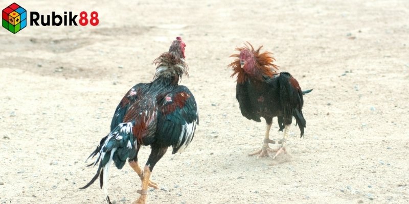 Nên chọn gà có màu mạng tương sinh với ngày thi đấu