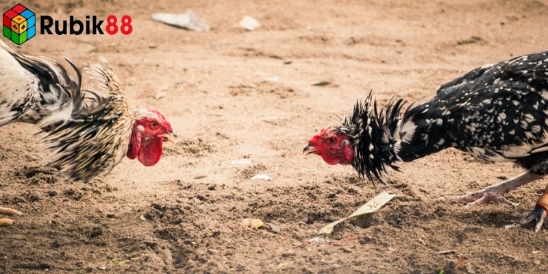 Người chơi có thể xem trận đấu mọi lúc mọi nơi qua nền tảng trực tuyến
