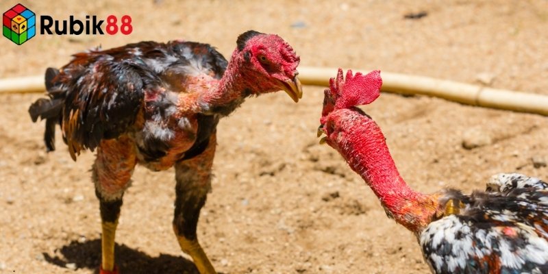 Công nghệ truyền hình trực tiếp giúp hình ảnh và âm thanh sống động hơn