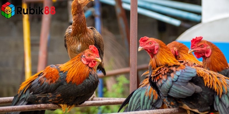 Trường gà Savan là nền tảng cá cược đá gà được nhiều người yêu thích