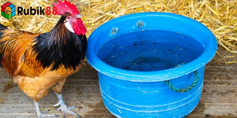 Các loại cược phổ biến tại Trường gà Savan đa dạng và linh hoạt